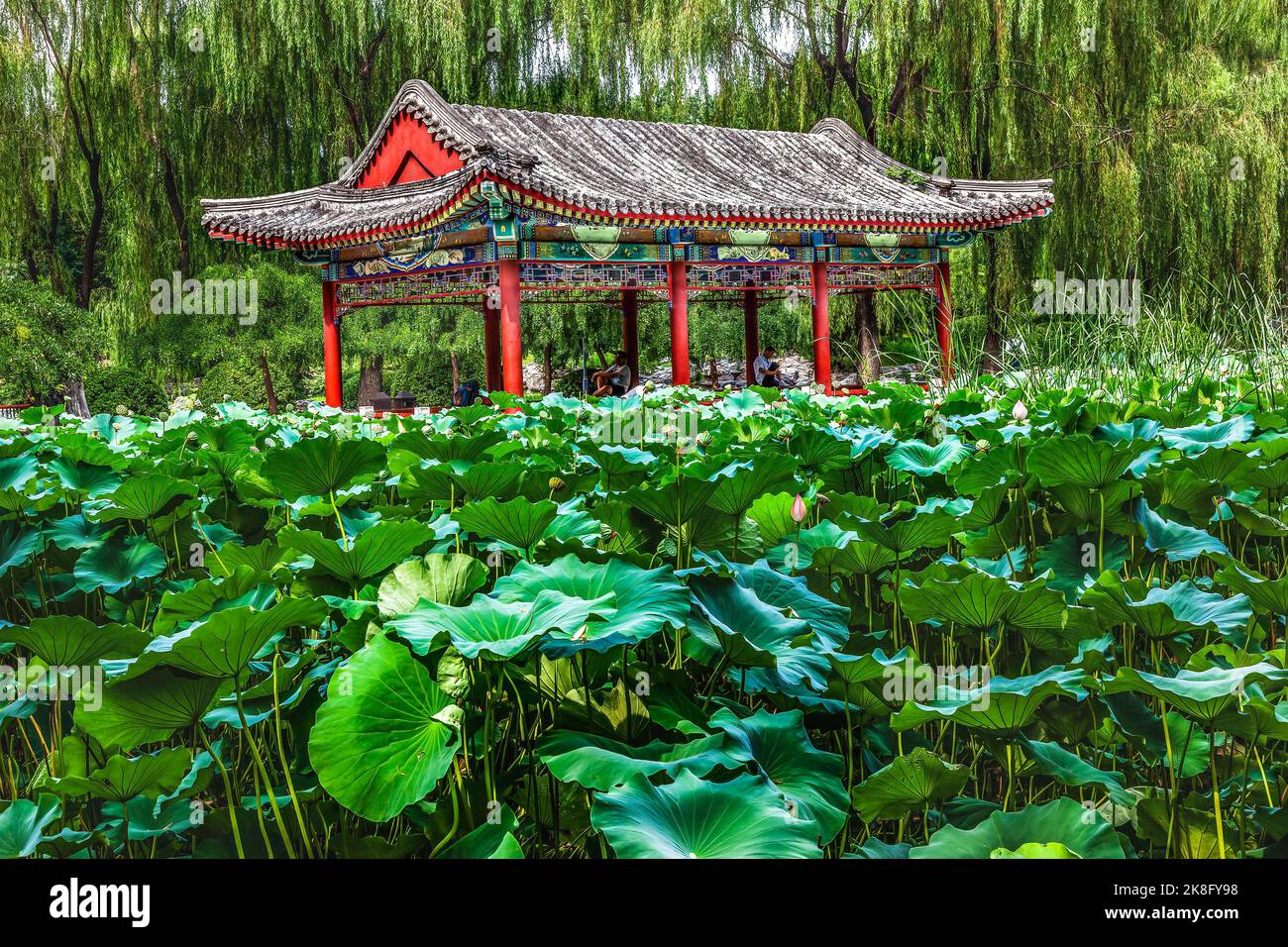 Red Pavilion Lotus Pads Garden Temple of Sun City Park Beijing China Willow Green Trees Stock Photo