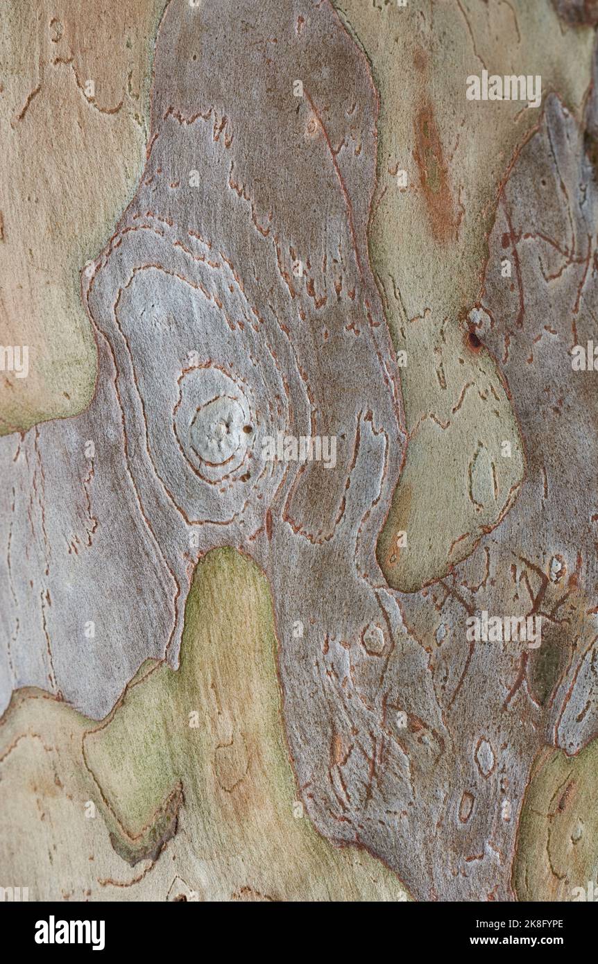 close-up macro view of tree bark, guava tree outer layer texture background, natural abstract wallpaper Stock Photo
