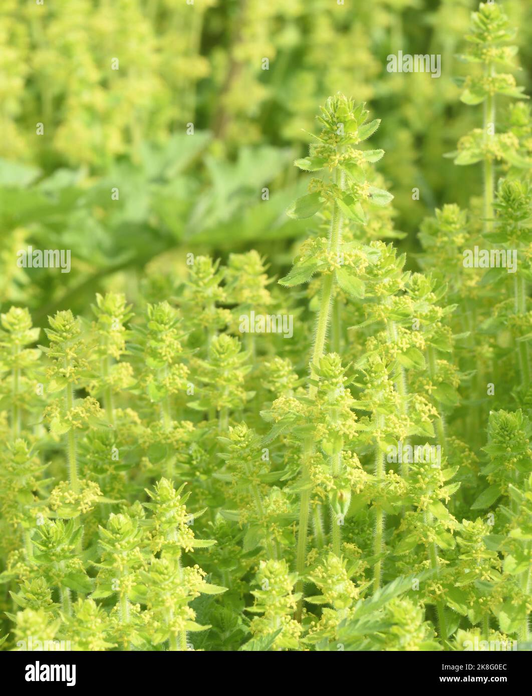 Honey-scented yellow flowers of crosswort (Cruciata laevipes), also known as smooth bedstraw, rmaywort or maiden's hair, growing by a roadside in Cumb Stock Photo