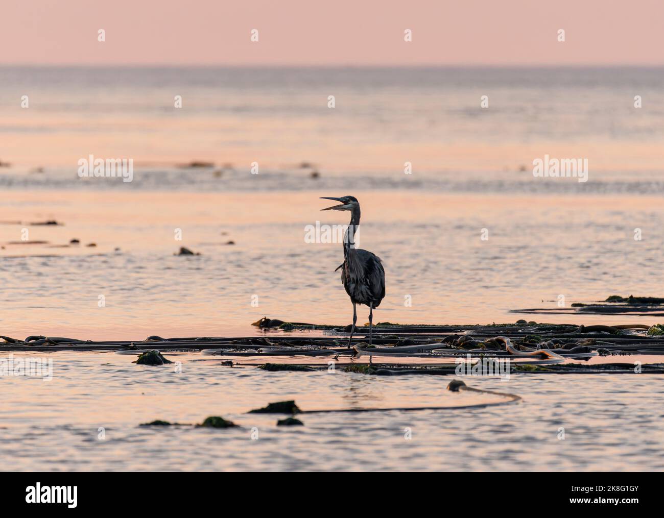 A great blue heron (Ardea herodias) vocalizing in early morning near Kitty Islet in Oak Bay, British Columbia, Canada. Stock Photo