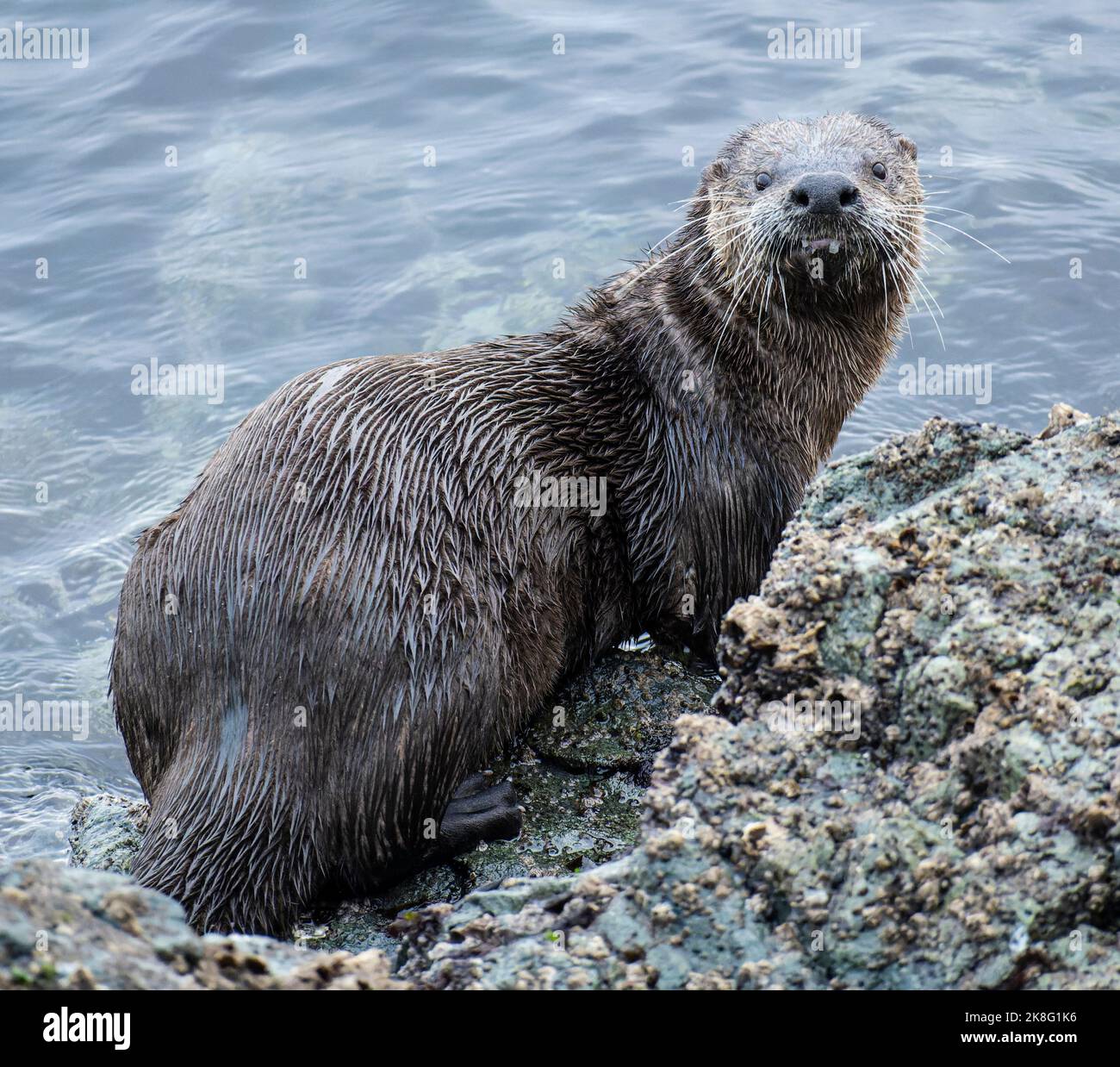 A North American river otter (Lontra canadensis) on the shore at Ruckle ...
