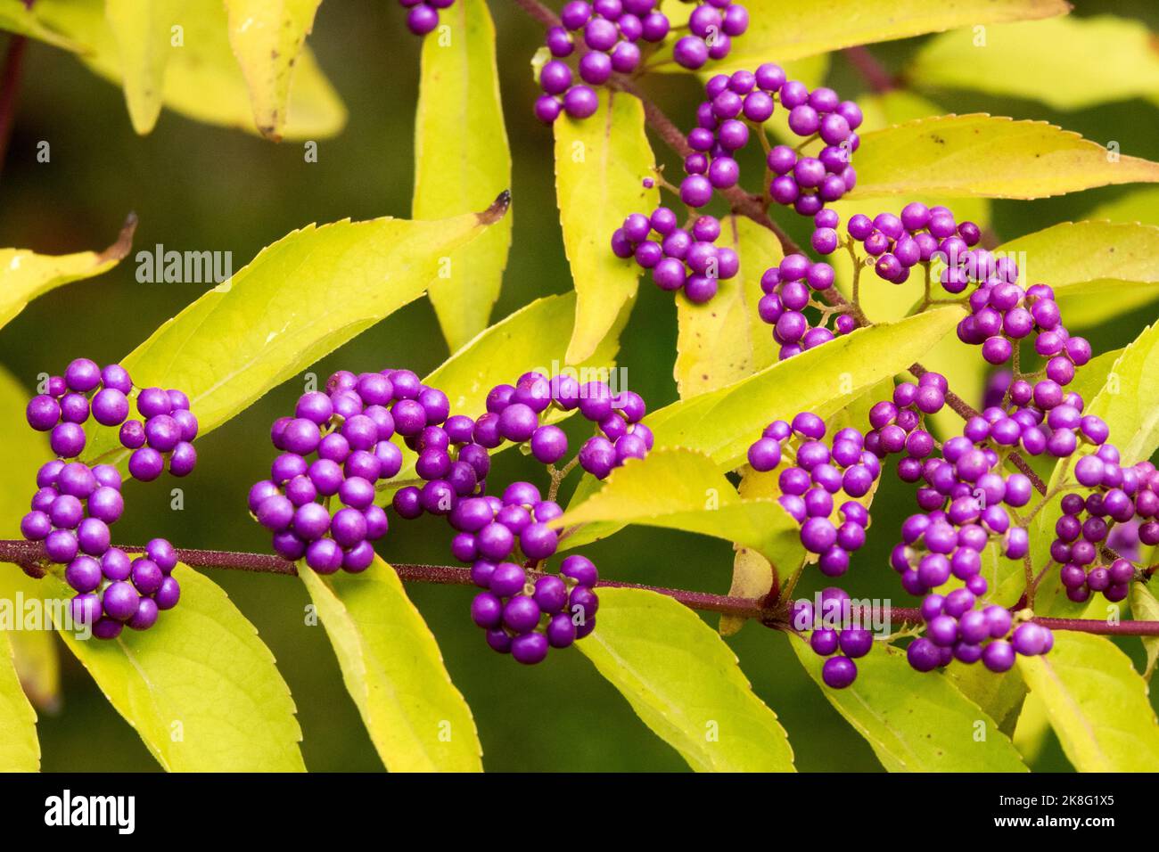 Autumn berries and leaves on a branch Japanese Beautyberry, Callicarpa ...