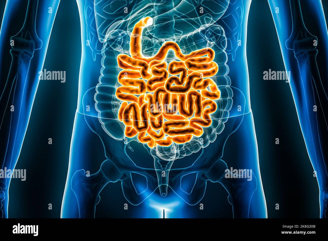 Small intestine or bowel 3D rendering illustration close-up. Anterior or front view of the human digestive system or bowels. Anatomy, medical, biology Stock Photo