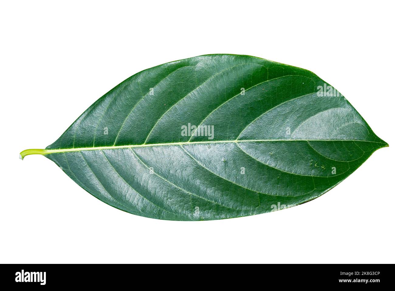 Leaves of jackfruit isolated on a white background Stock Photo