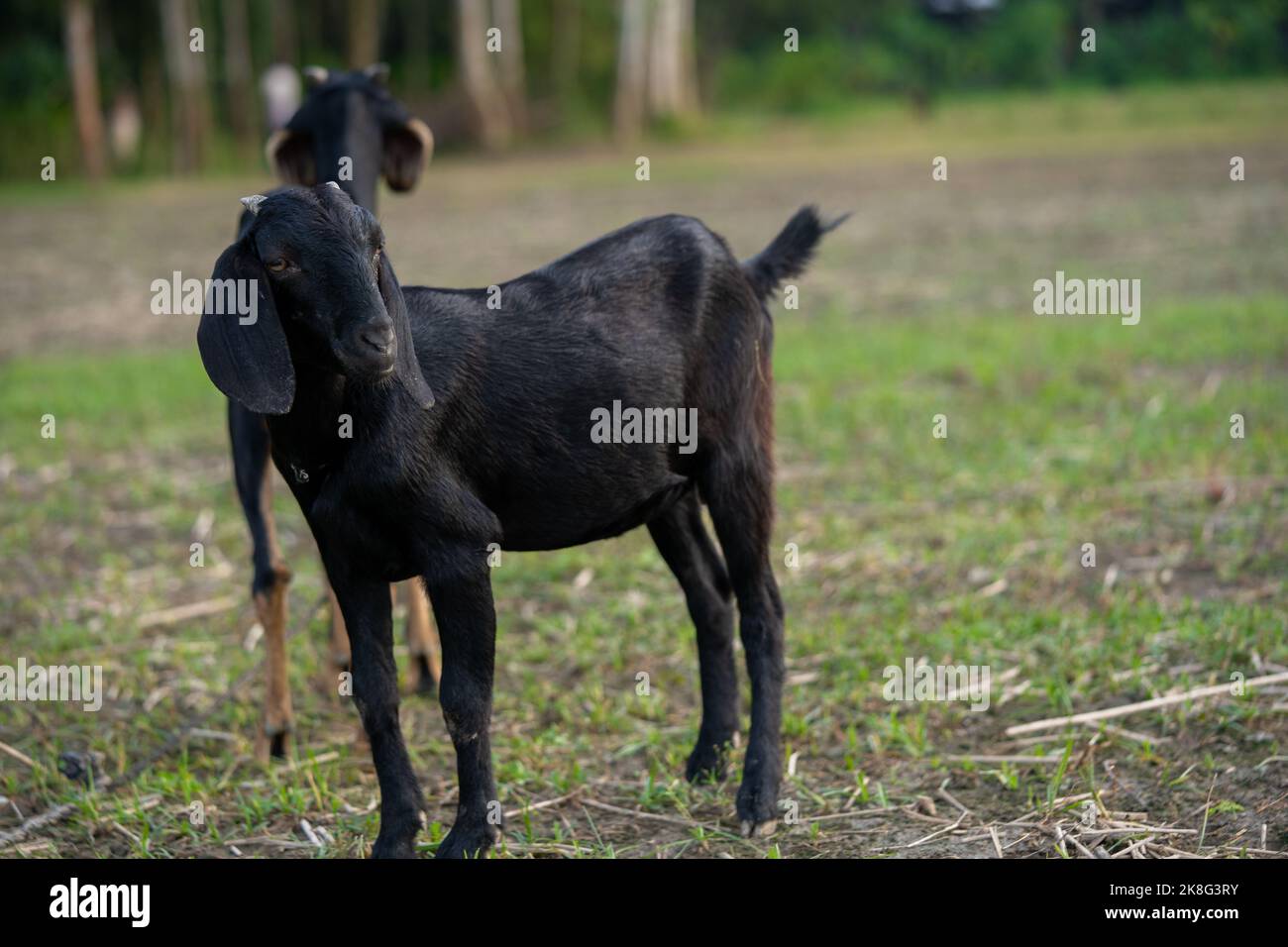 Black and white goat eating grass Stock Photo - Alamy