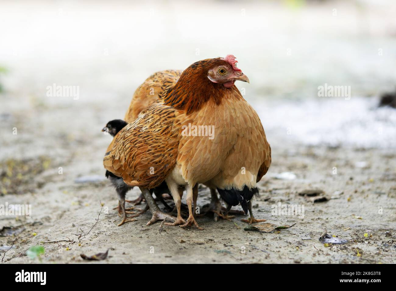 Mother hen and her chicks Stock Photo