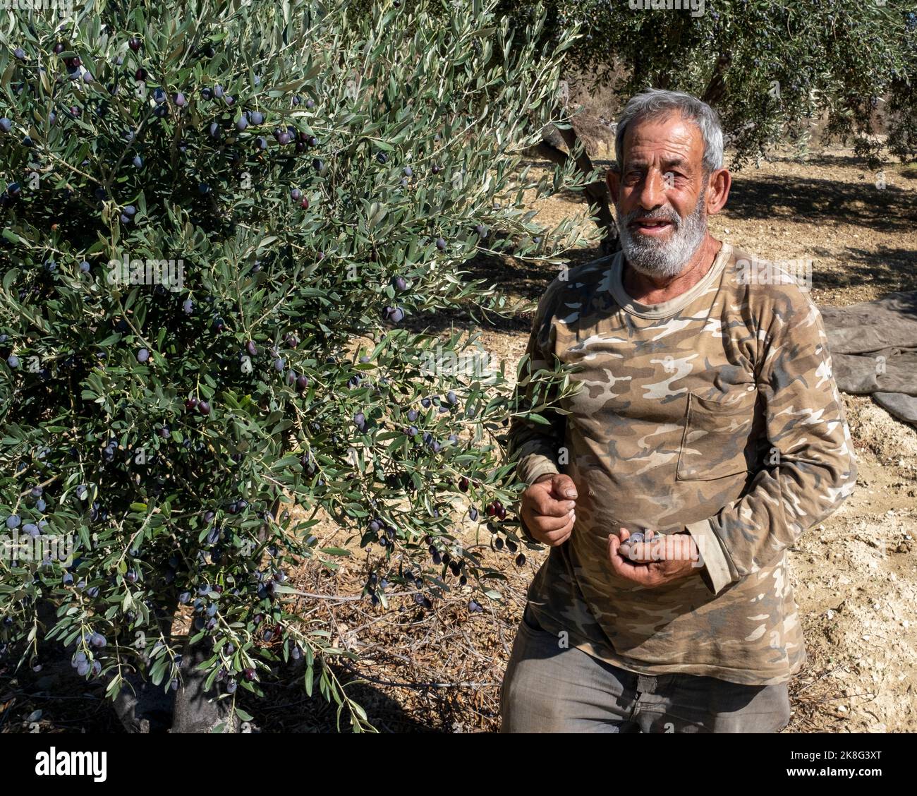 Cypriot man harvesting olives near Drouseia, Akamas, Cyprus. Stock Photo