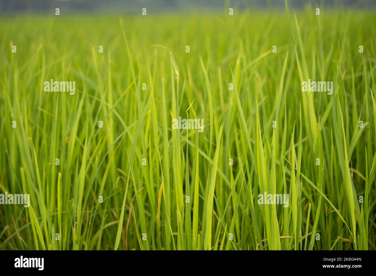 Ripe rice fields and the farm Stock Photo