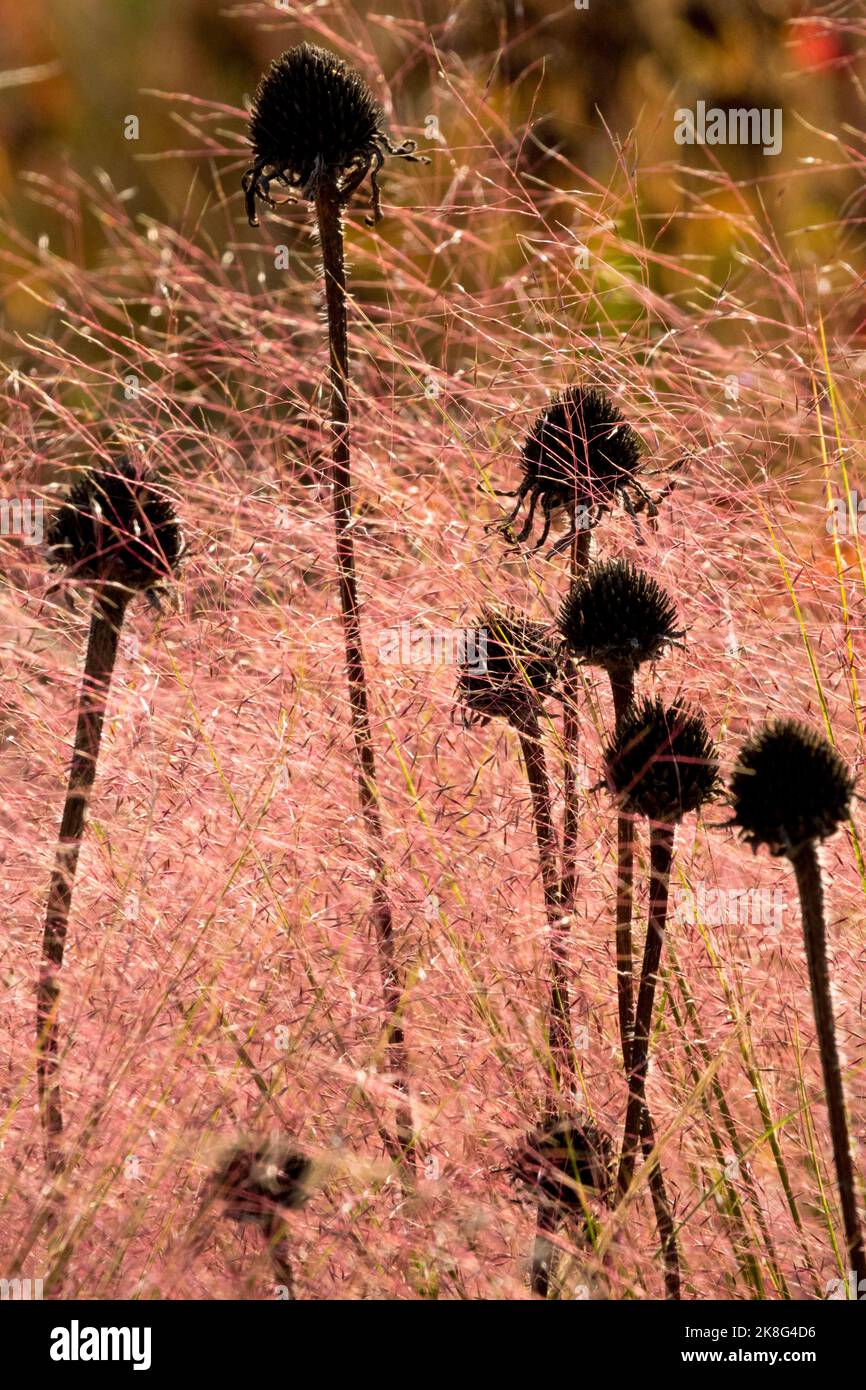Dead heads Plant, Dried Echinaceas stems Coneflowers, Muhlenbergia capillaris, Pink Muhly Grass, Garden, Grass, Autumn Stock Photo