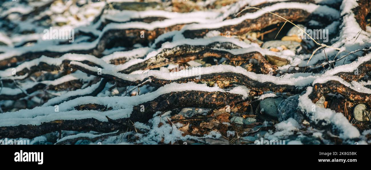 Snowy Tree Roots Twisted, old tree roots on the surface of the earth, in the snow Banner ...