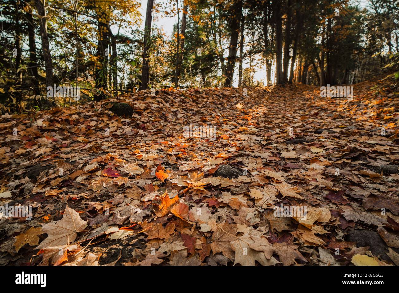 dried leaves on the ground in the forest during the fall autumn season ...