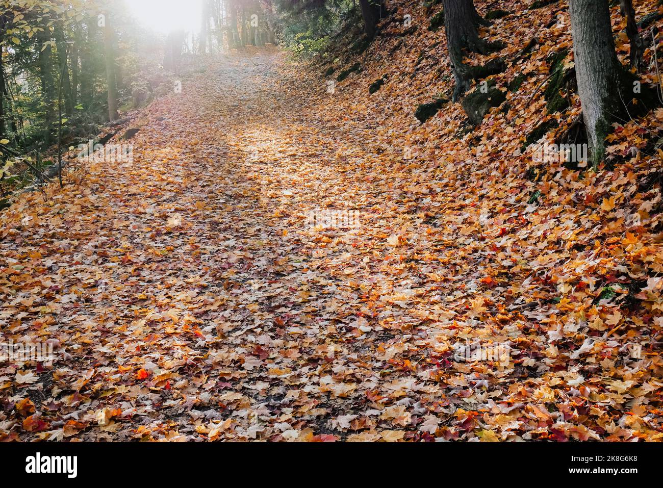 sun flare shining on dried leafs on the ground forest morning Stock Photo