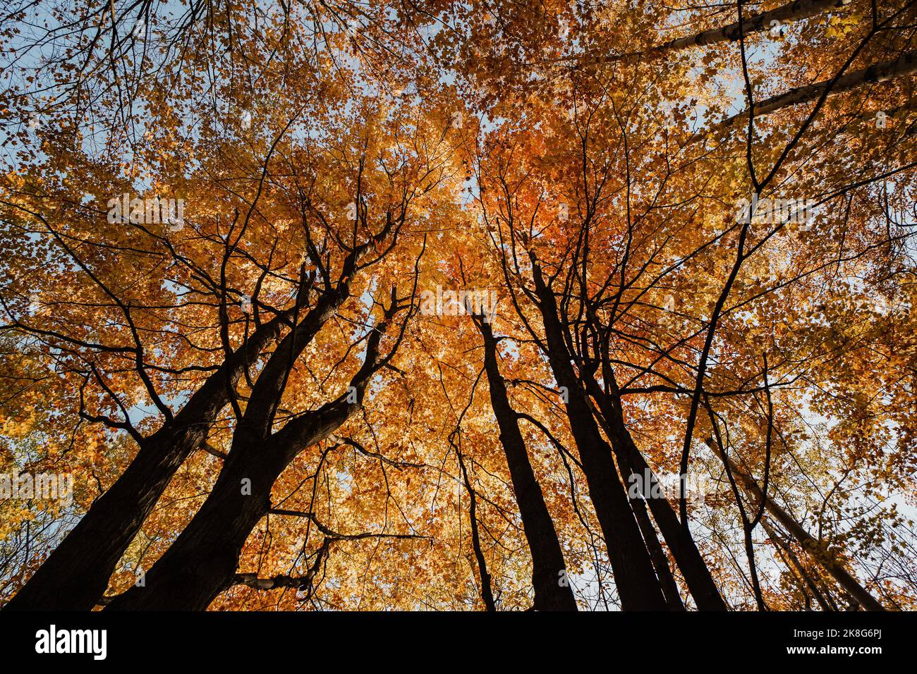 looking up golden orange leaves tall trees Stock Photo