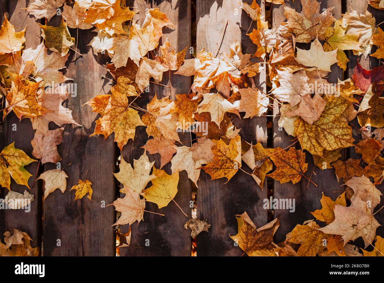 maple leaves on a wooden porch deck autumn fall seasion canada Stock Photo