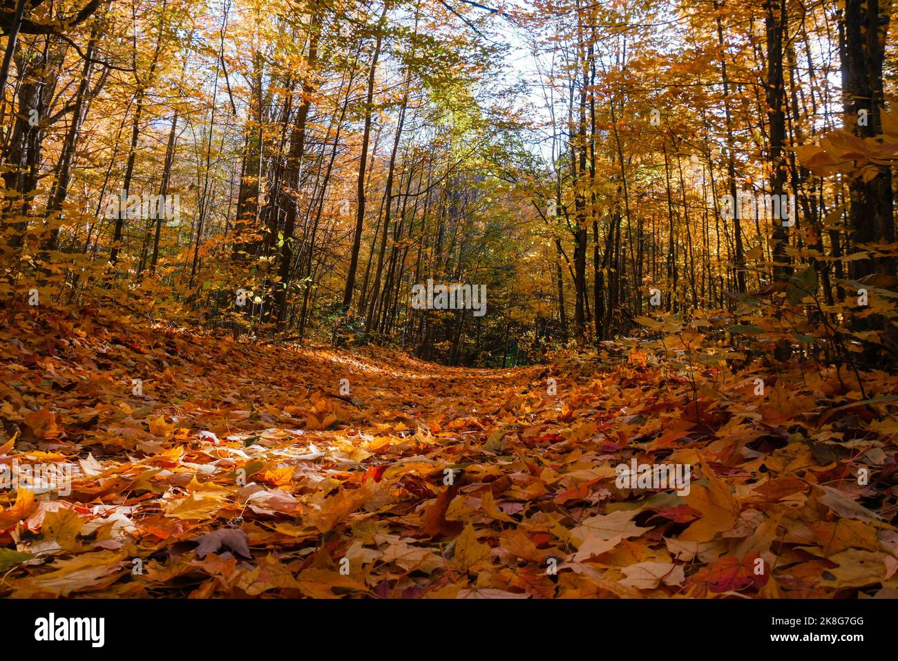 dried leaves on the ground in the forest during the fall autumn season october Stock Photo