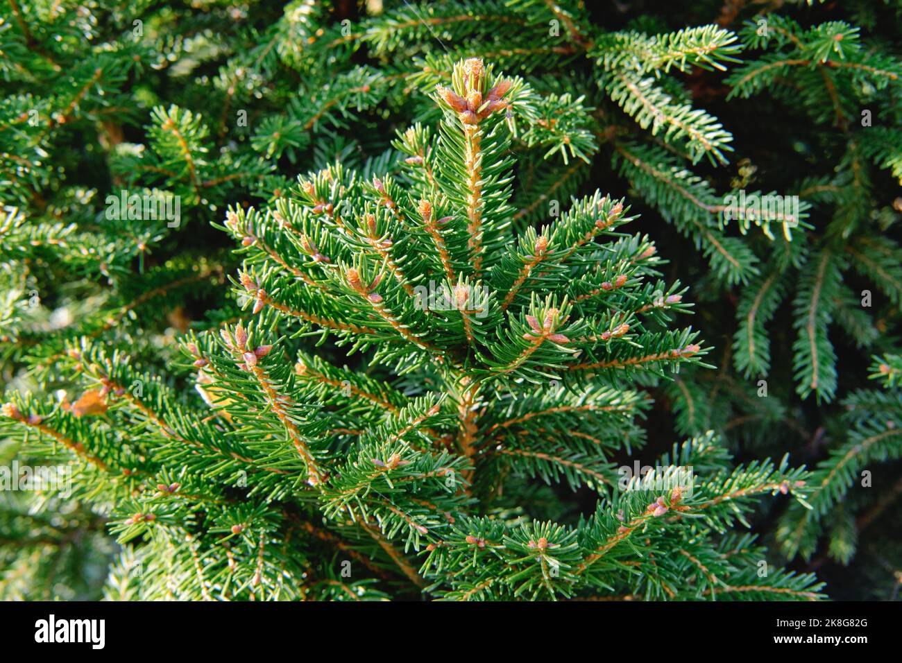 Close-up of fir-needle tree branches composition as a background texture. Natural plant backdrop. Stock Photo