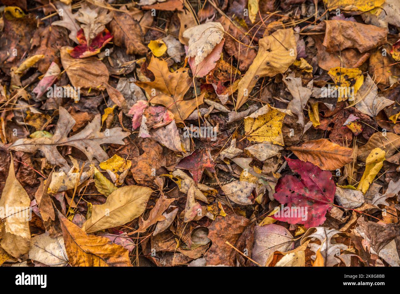 A variety of leaves from several different species of trees fallen to the ground crushed and curling piled on top of each other a kaleidoscope of colo Stock Photo
