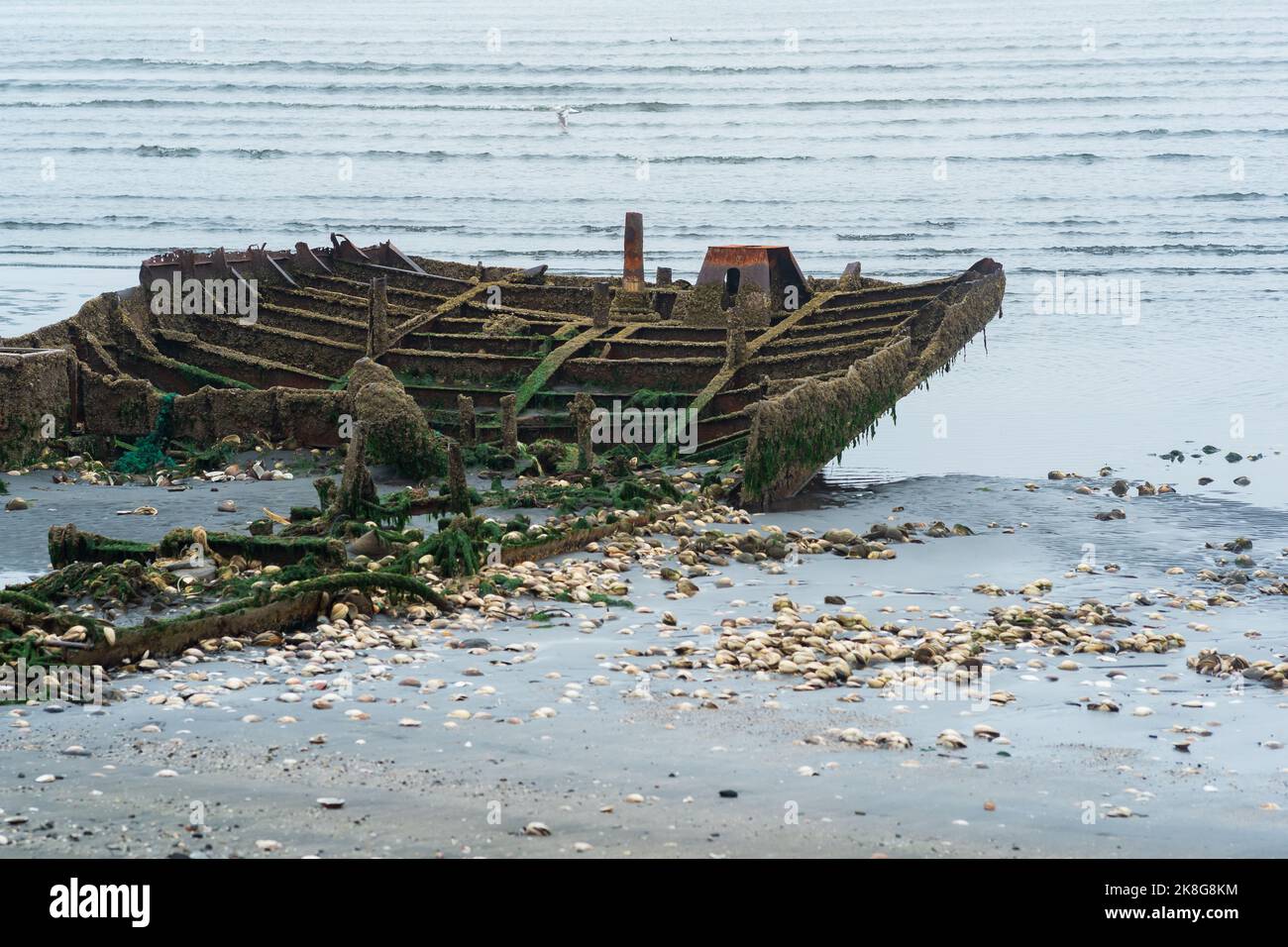 remains of a wrecked ship on a foggy seashore Stock Photo - Alamy