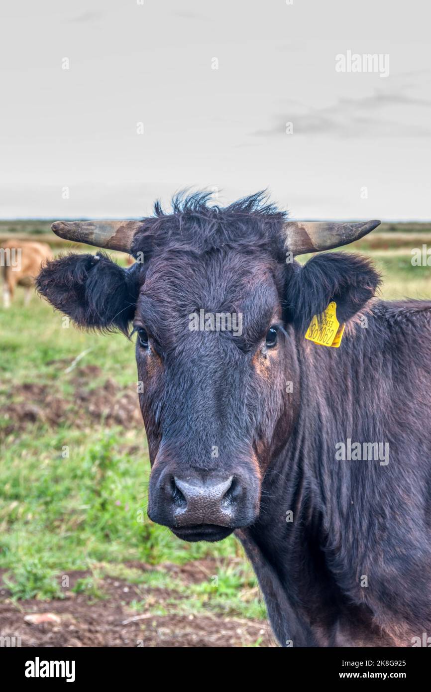 Outside portrait of Norfolk cow with horns looking straight at camera. Stock Photo