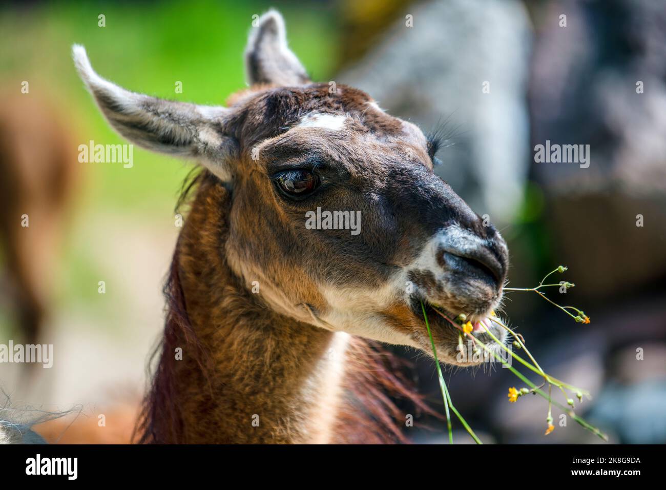 Lama looks into the camera and eats grass. Close-up portrait of a llama chewing grass. Stock Photo