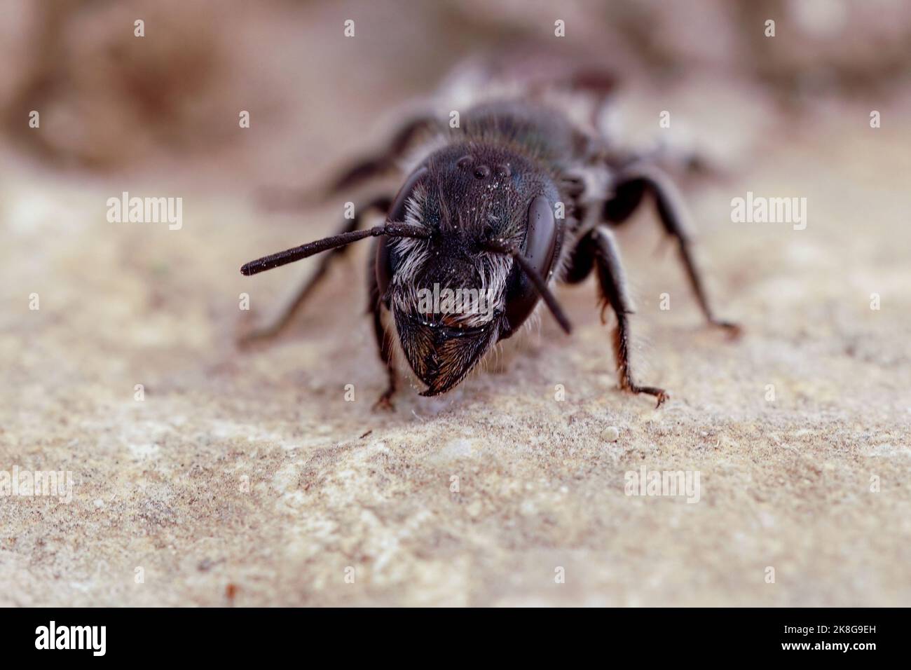 Detailed frontal closeup on a Mediterranean dark black solitary mason bee, Osmia cephalotes Stock Photo