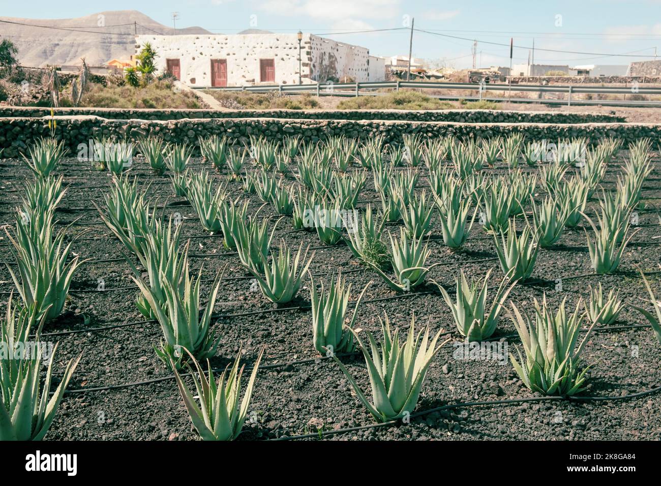 Aloe vera plantation on the island of Fuerteventura, Spain. Stock Photo
