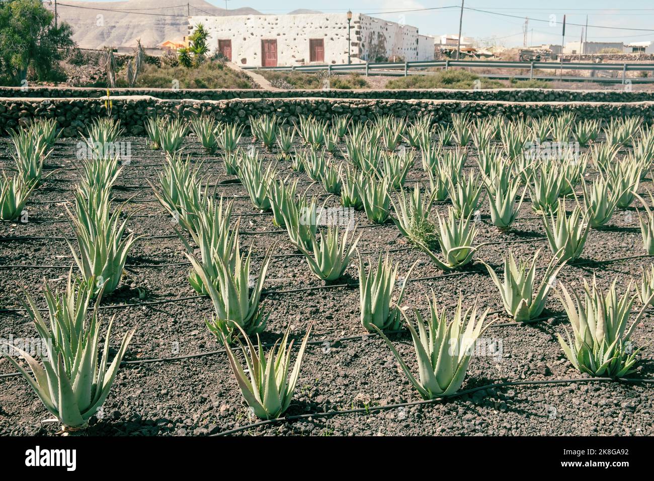 Aloe vera field; Fuerteventura, Canary Islands, Spain Stock Photo