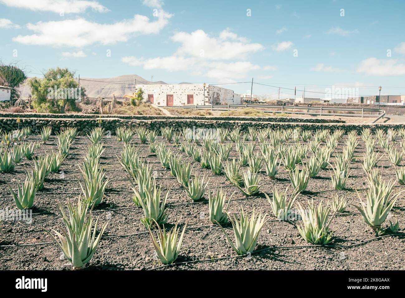 Aloe vera plant. Aloe vera plantation. Fuerteventura, Canary Islands, Spain. Stock Photo