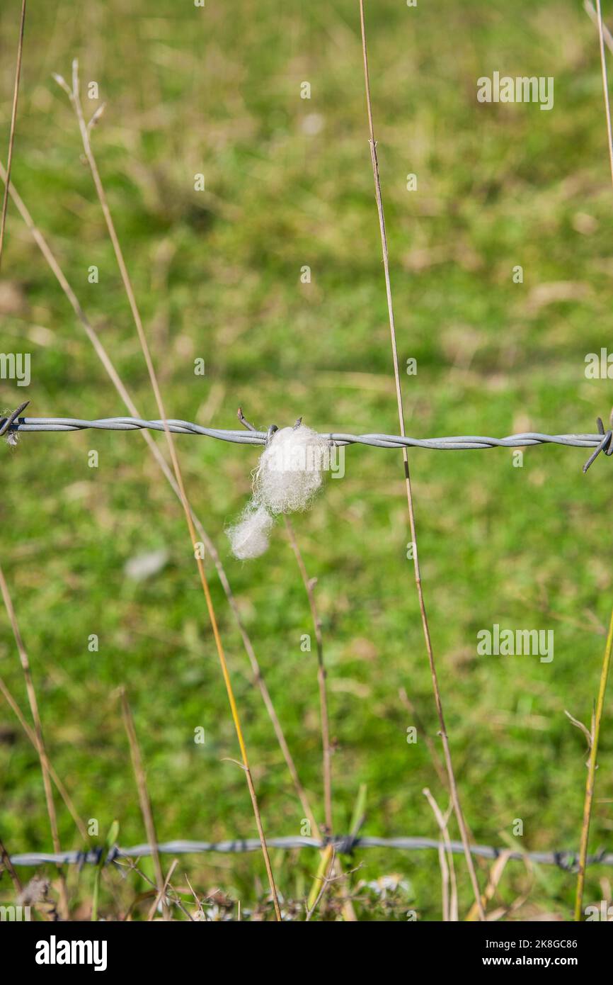 Sheep wool caught on a barbed wire fence, Vermont, USA VT US New England Stock Photo Alamy