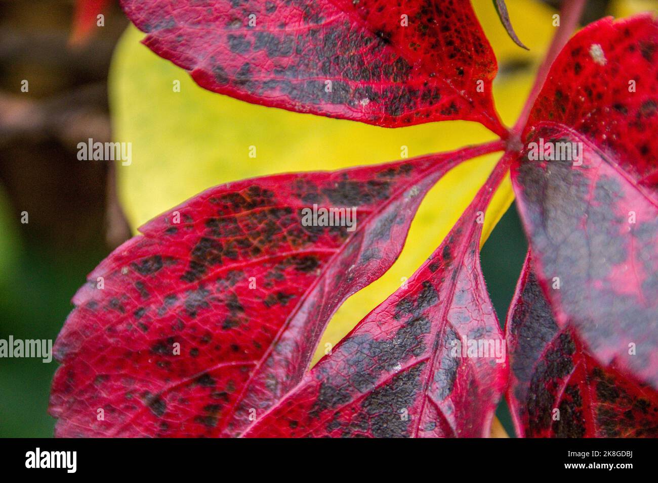 Rote Blätter mit gelben Blätter im Hintergrund, im Herbst, Schweiz Stock Photo