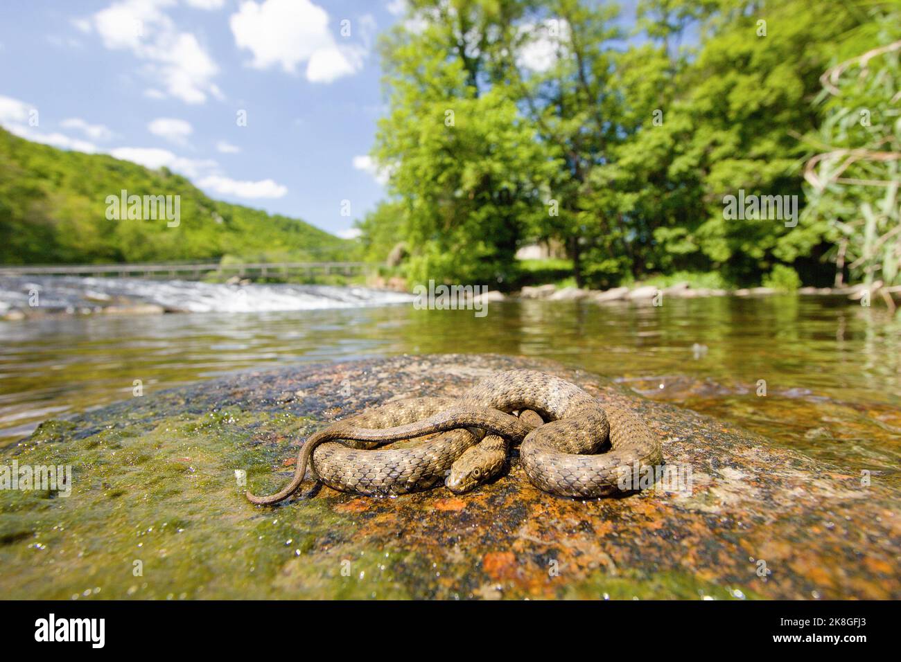 Dice snake (Natrix tessellata) on the stone in the middle of the river Stock Photo