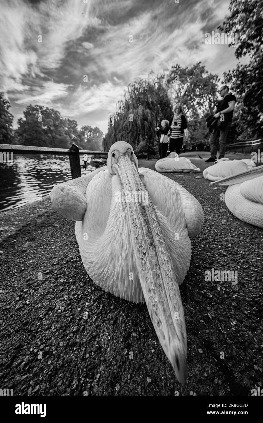 Black and white portrait image of a resting pelican in St. James' Park in London. Stock Photo