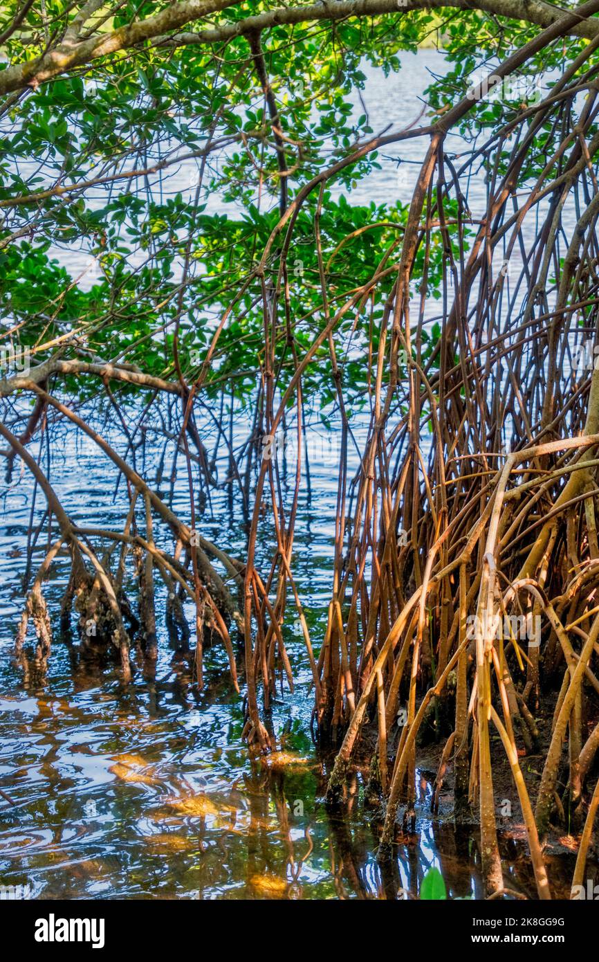 Along the Red Mangrove Overlook Trail at the Darling National Wildlife Refuge prior to Hurricane Ian on Sanibel Island in Florida. Stock Photo