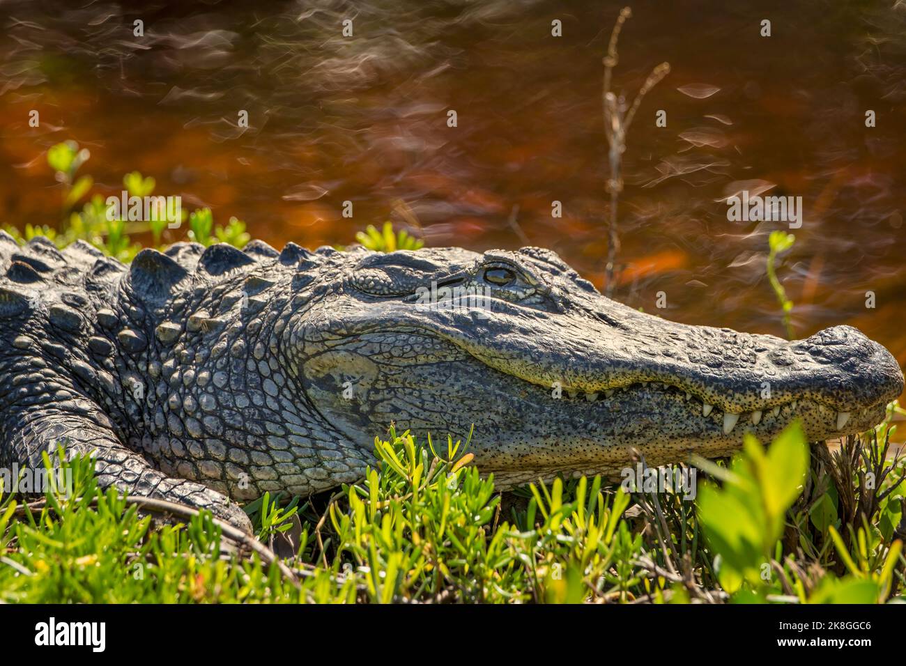 An alert alligator along the Wildness Road at the Darling National