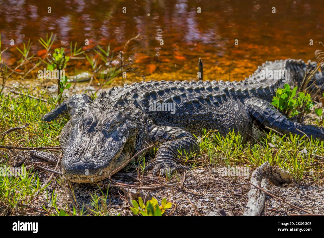 An alligator along the shore of the Wildness Road at the Darling