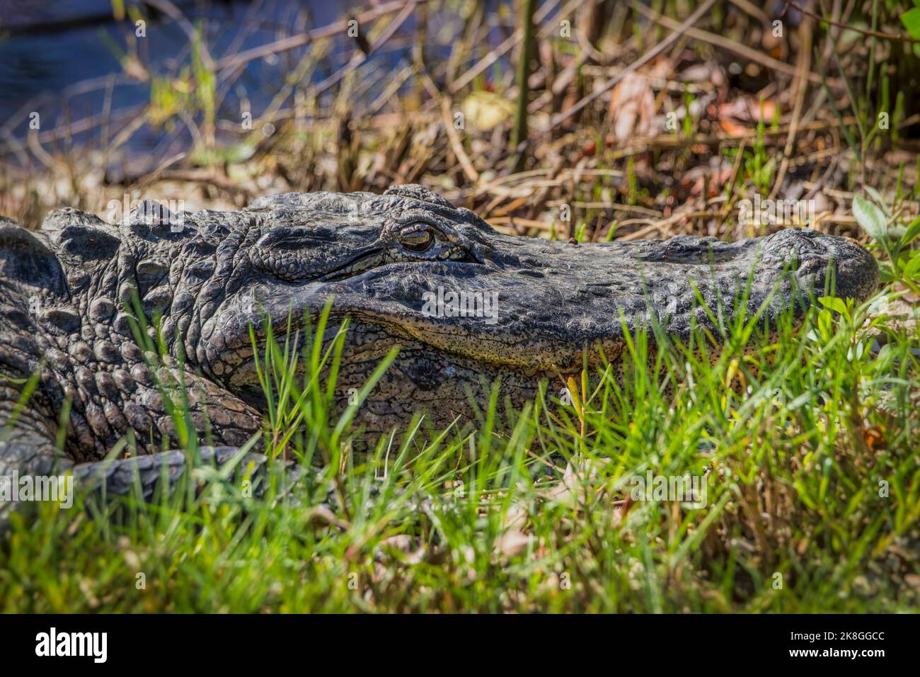 An alert alligator along the Wildness Road at the Darling National