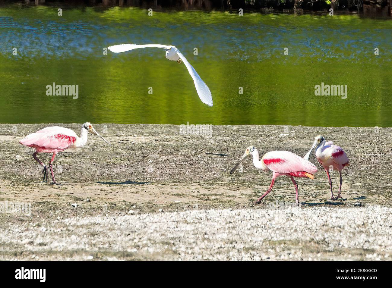 Seagull flies by roseate spoonbills along Wildness Road at the Darling ...