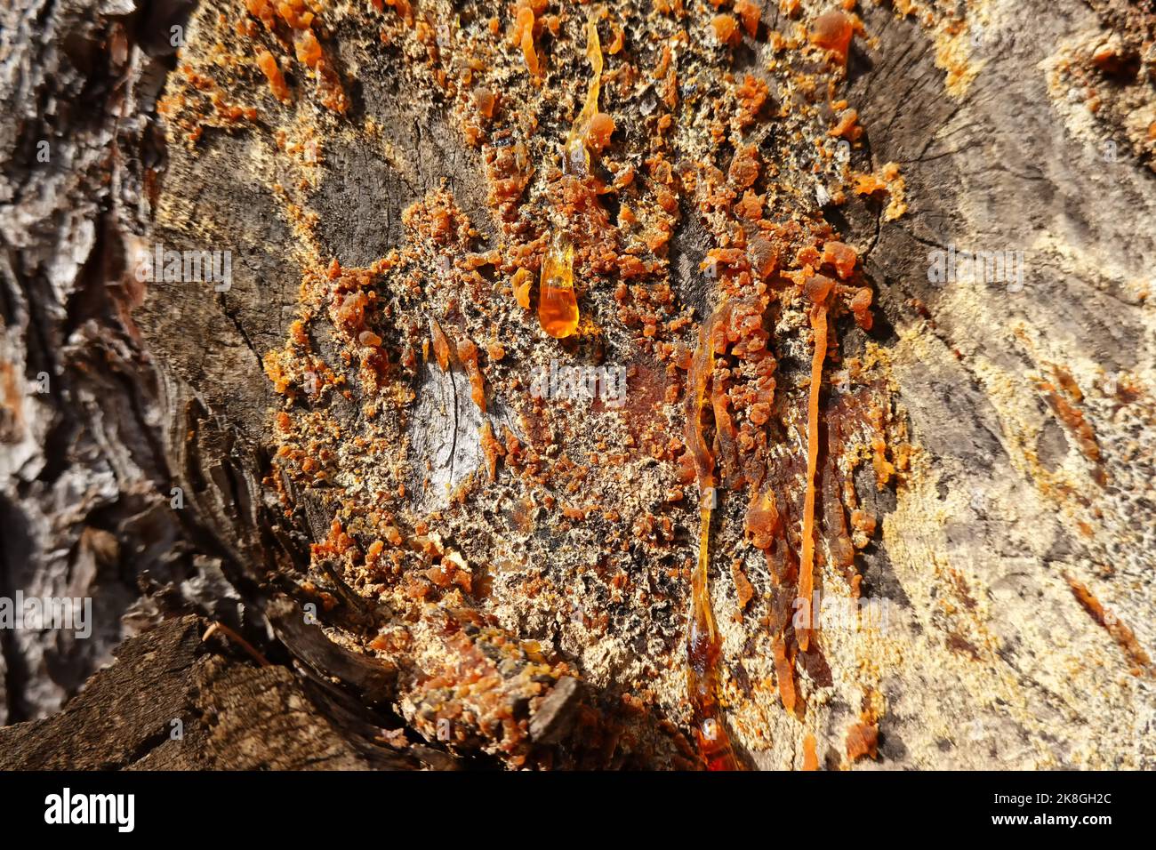 Tree gum, tree resin Stock Photo Alamy