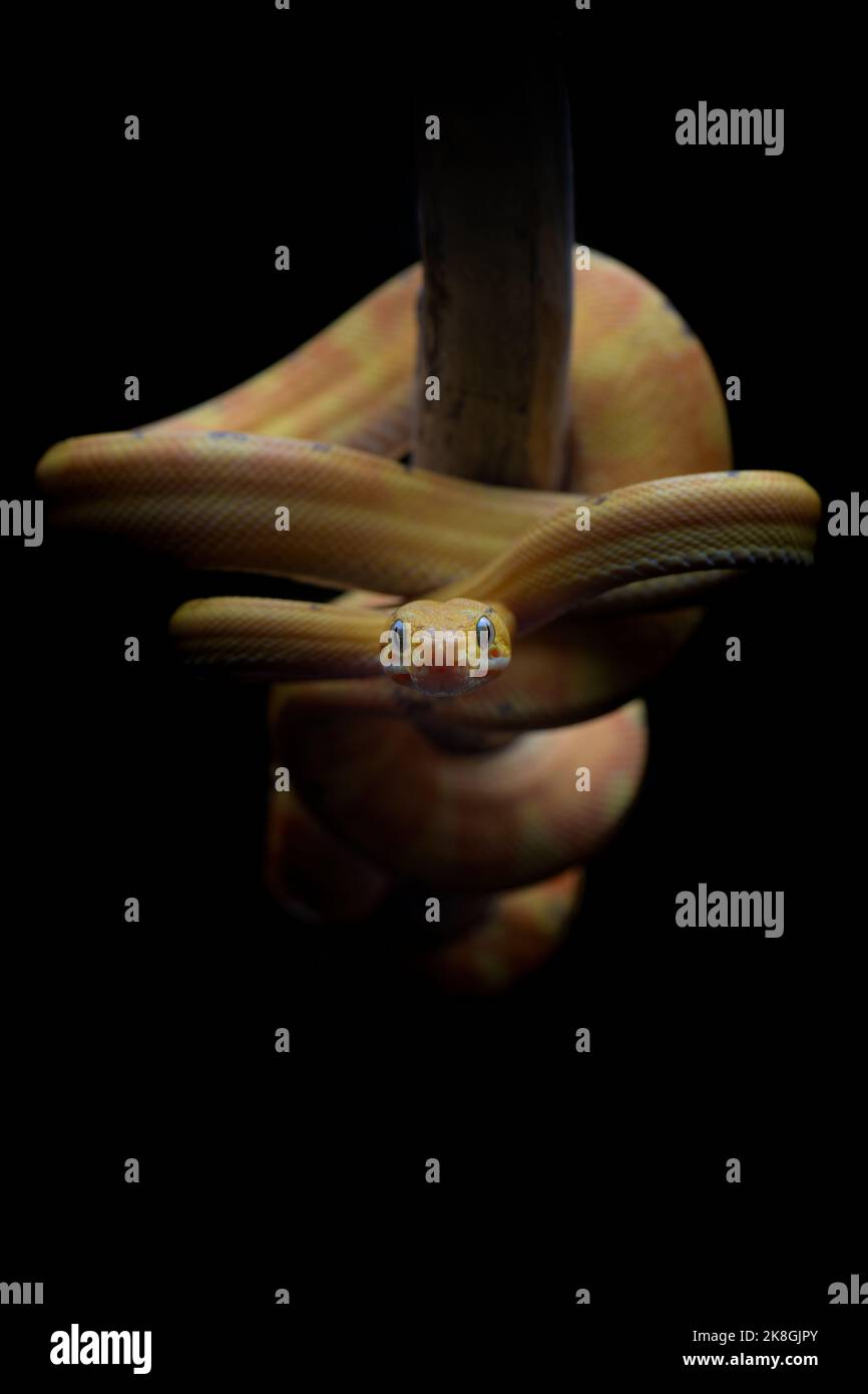 Yellow common tree boa wrapping body around branch against black background in dark studio Stock