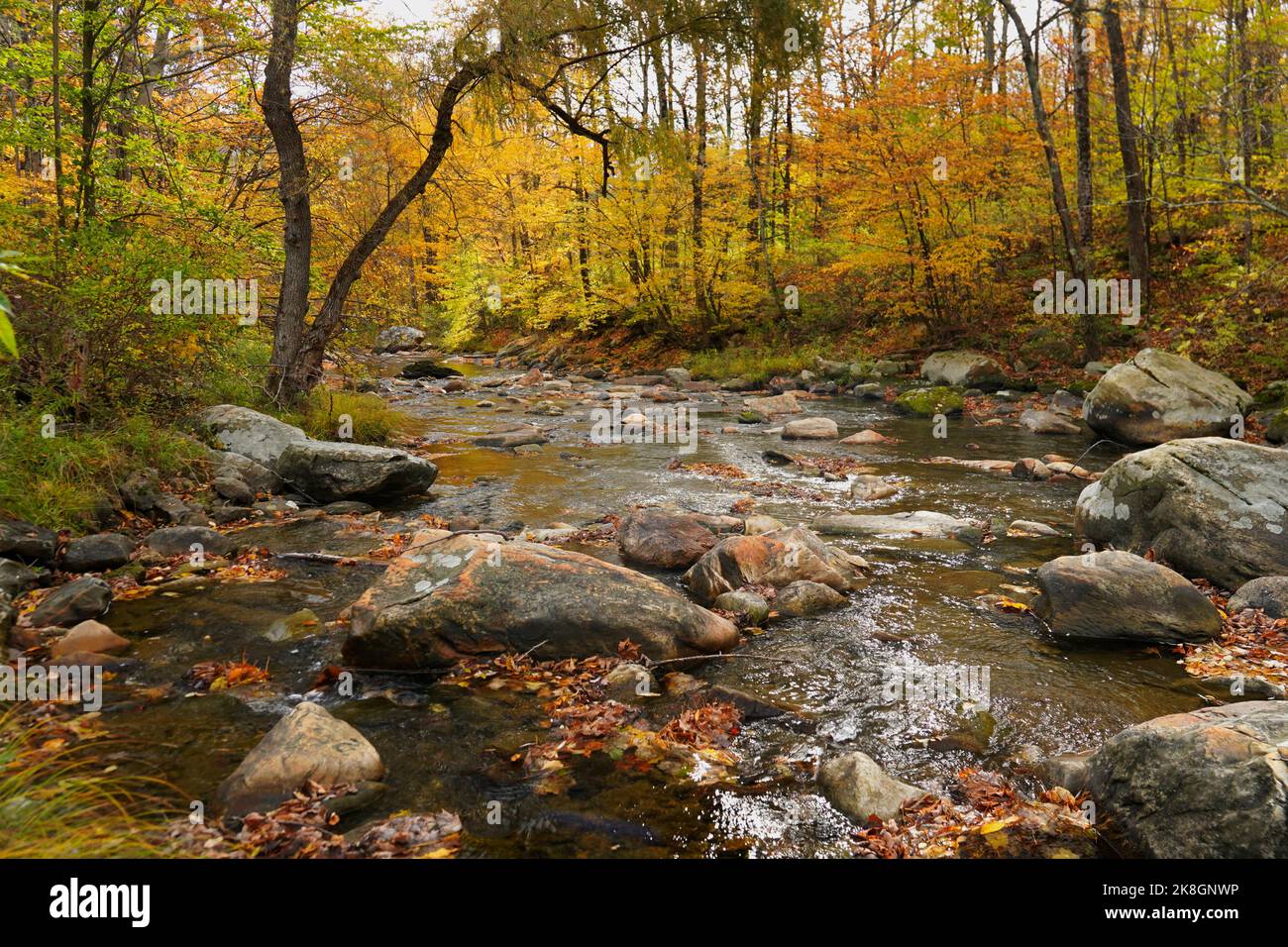 Rock filled stream flowing through a forest surrounded by fall color ...