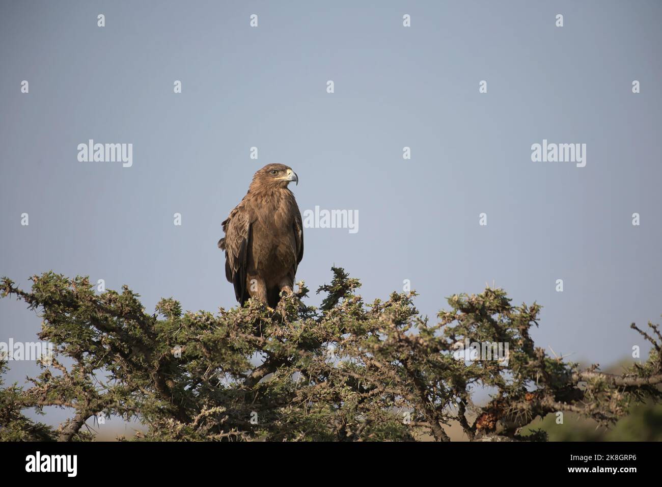Tawny eagle (Aquila rapax) perched on an acacia bush Stock Photo