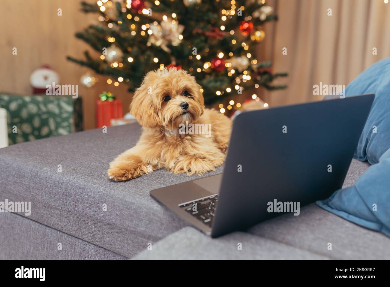 Little brown Maltipoo dog sitting on sofa on New Year's day and watching video on laptop, pet for Christmas. Stock Photo