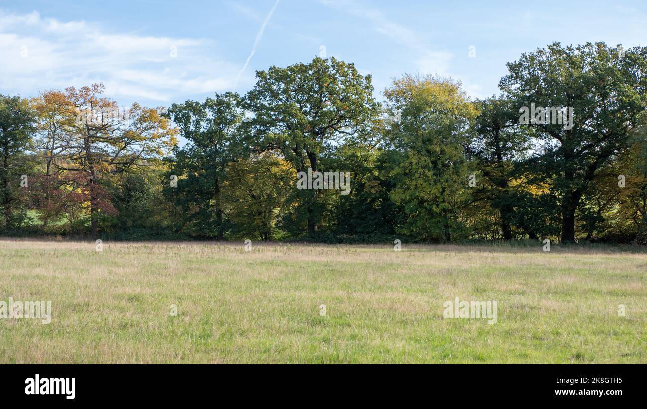 A tree line backing onto a field in the British countryside. Stock Photo