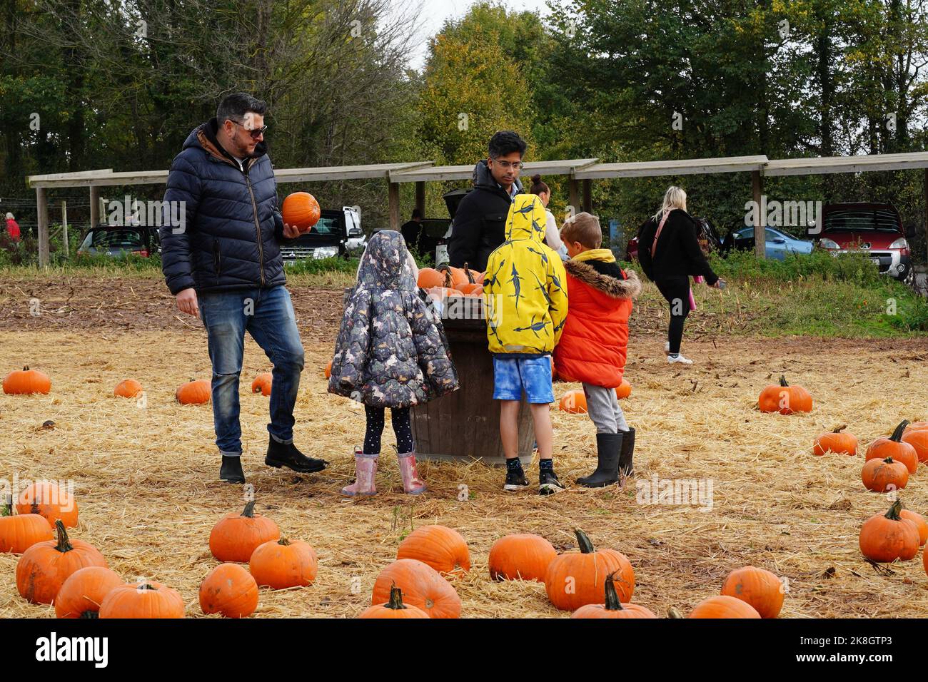 Exeter, UK - October 2022: Families visit a pick your own farm to pick and buy pumpkins for Halloween decoration Stock Photo