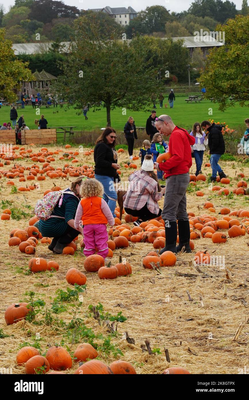 Exeter, UK - October 2022: Families visit a pick your own farm to pick and buy pumpkins for Halloween decoration Stock Photo