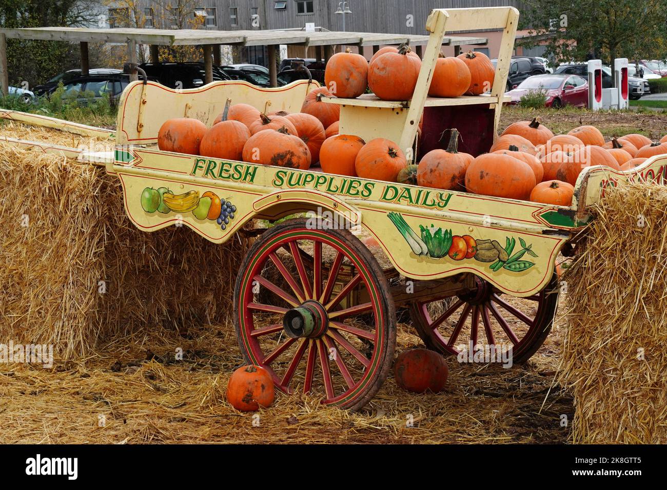 Exeter, UK - October 2022: Halloween pumpkin (gourd) for sale at a pumpkin patch farm in England, UK Stock Photo