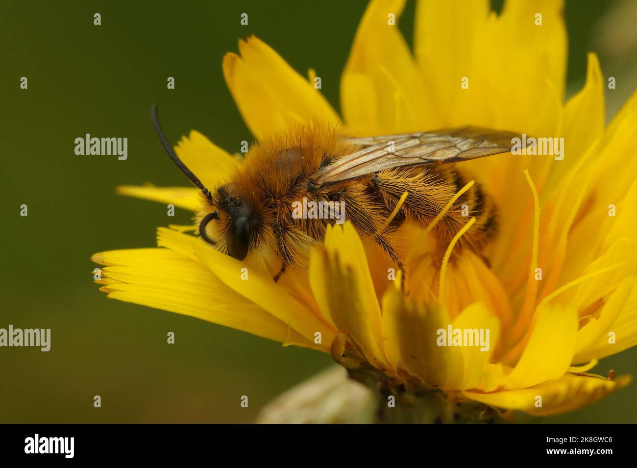 Detailed closeup on a male Pantaloon bee, Dasypoda hirtipes sitting on a yellow flower Stock Photo