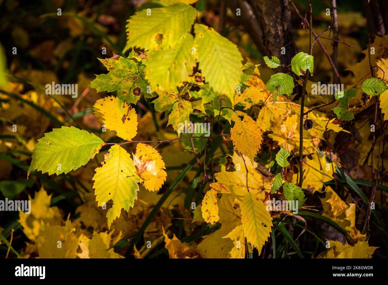 Golden hazel leaves hi-res stock photography and images - Alamy