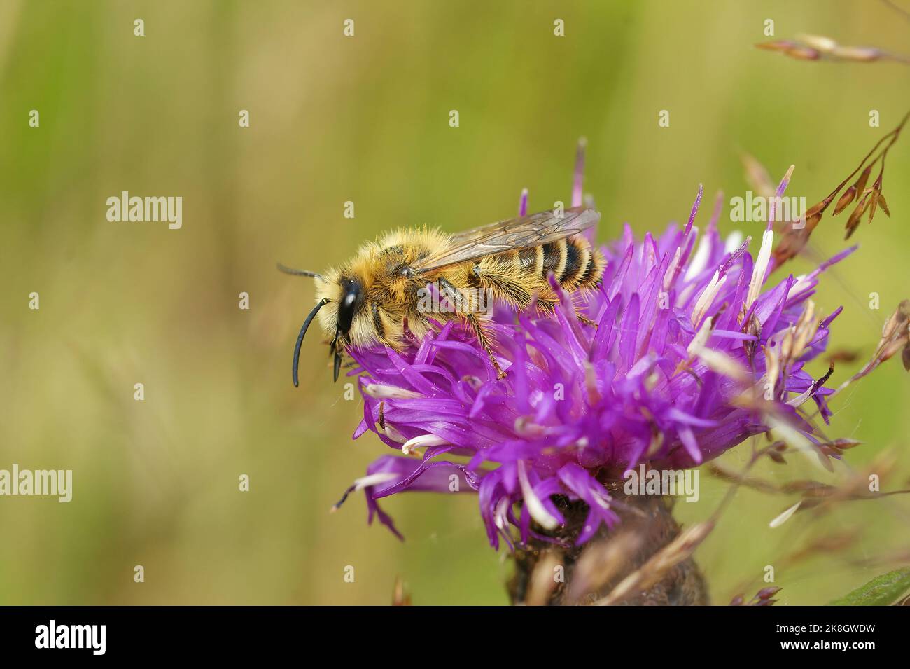 Detailed closeup on a hairy male Pantaloon bee, Dasypoda hirtipes sitting on a purple knapweed flower Stock Photo