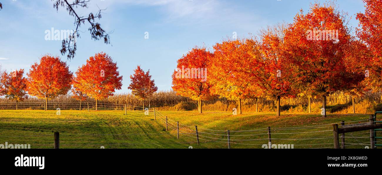 Colorful autumn maple trees next to a cornfield in Wausau, Wisconsin in October, panorama Stock Photo